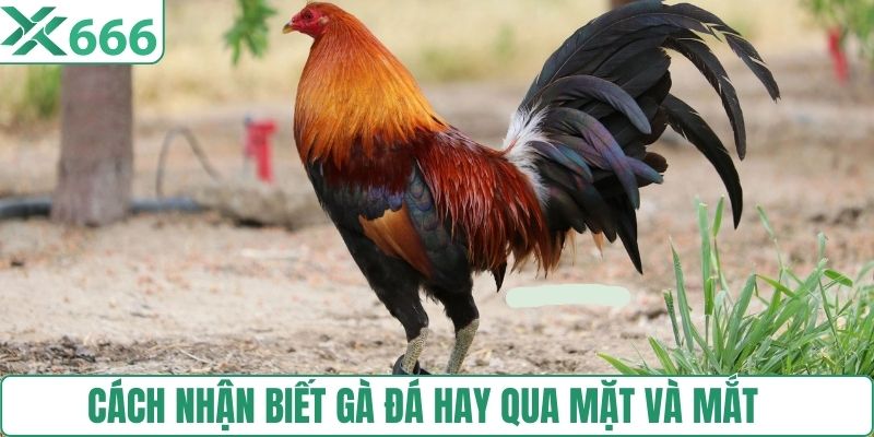 Cách nhận biết gà đá hay qua mặt và mắt