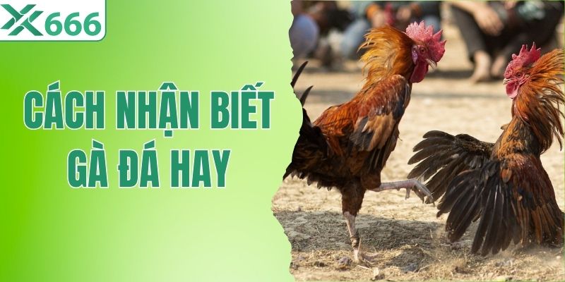 Cách Nhận Biết Gà Đá Hay - Cẩm Nang Chọn Thần Kê Chuẩn 