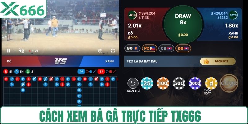 Cách xem đá gà trực tiếp từ A-z chuẩn
