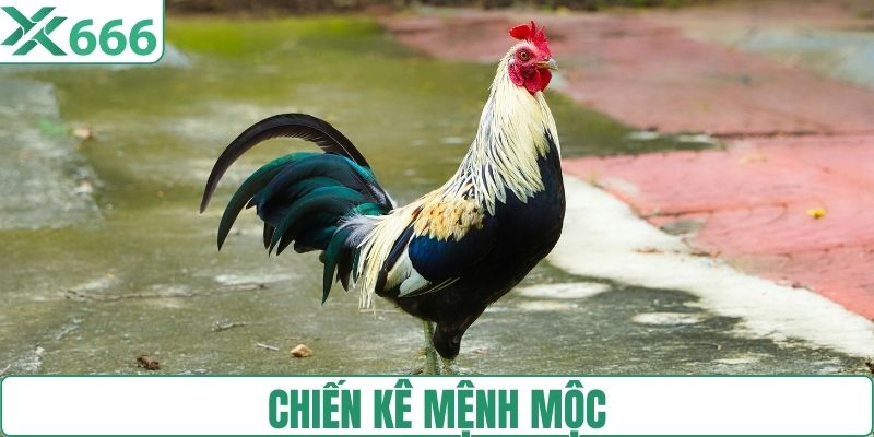 Chiến kê có mệnh mộc lông xanh rêu