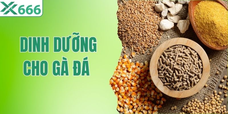 Chế Độ Dinh Dưỡng Cho Gà Đá - Bí Kíp Nuôi Chiến Kê Khỏe Mạnh 