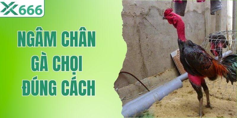 Ngâm Chân Gà Chọi Đúng Cách - Bí Quyết Giúp Chân Gà Cứng 