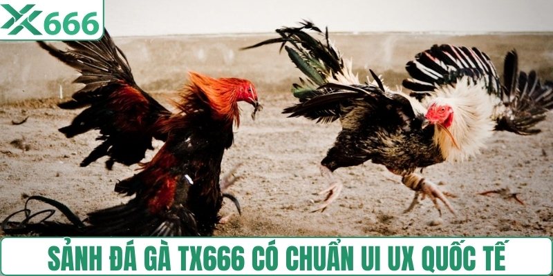 Sảnh đá gà TX666 có chuẩn UI UX quốc tế