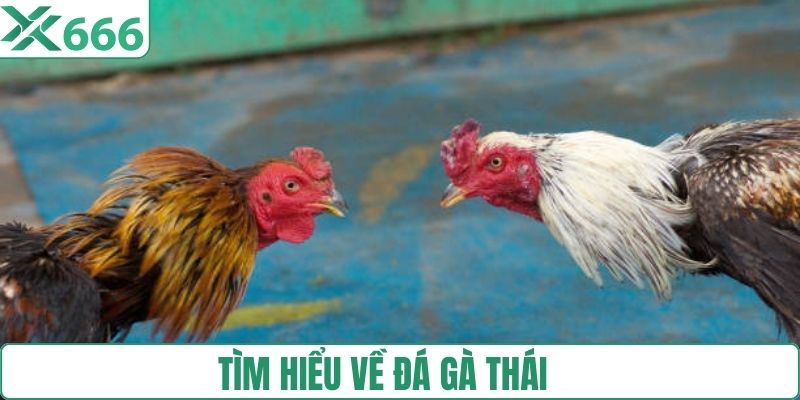 Tìm hiểu đá gà của thái