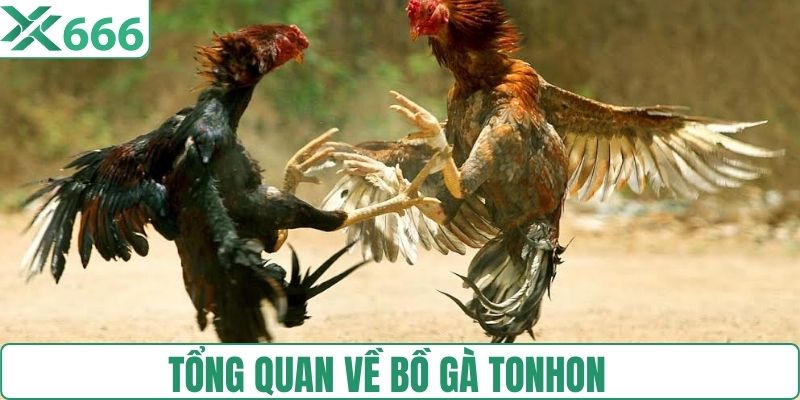 Tìm hiểu bồ gà tại Tonhon